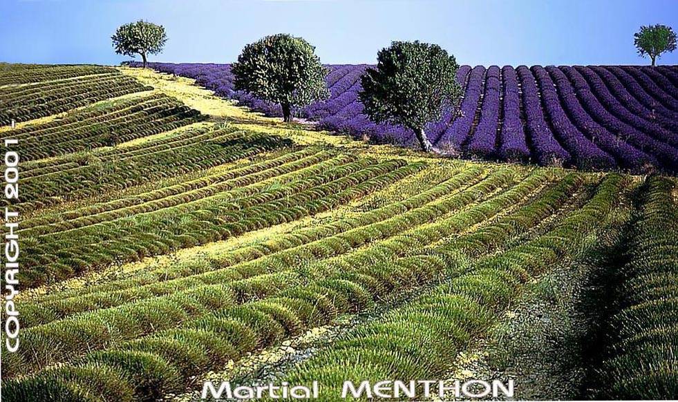 lavande, lavender, provence, france