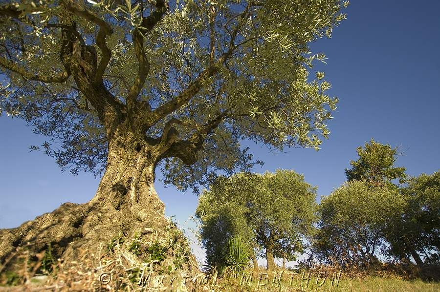olivier, photos, provence