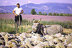valensole, provence