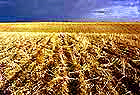 provence, valensole